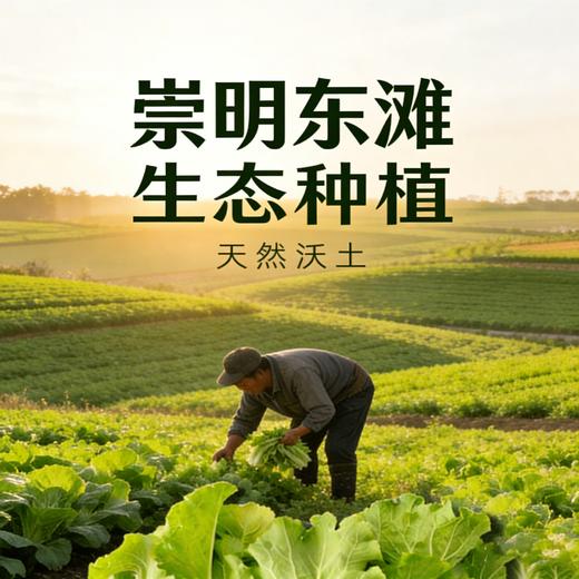 杭白菜（1份，约500g） 商品图3