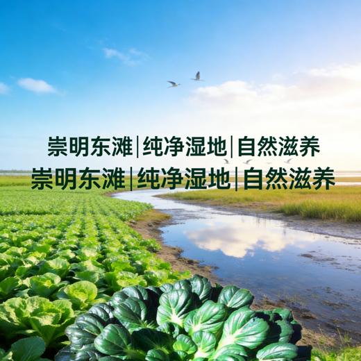 塌菜（1份，约500g） 商品图3