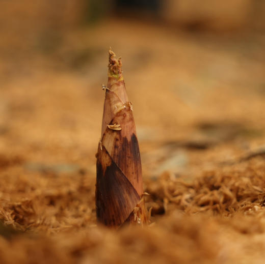 【临安-天目山春笋】2026 头茬天目山春笋，脆嫩的笋带着清鲜，回味略带甘甜，入口无渣，微甜无涩，净重4斤 商品图6