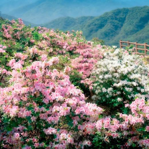 贵州｜3.28-4.1季节限定一年一度赏杜鹃花5天4晚，更多排期：4.1-4.5，4.11-4.15，百里杜鹃/铜鼓荡/寻龙洞探洞、羊皮洞瀑布，踏春黔徒轻徒步精致小团 商品图0