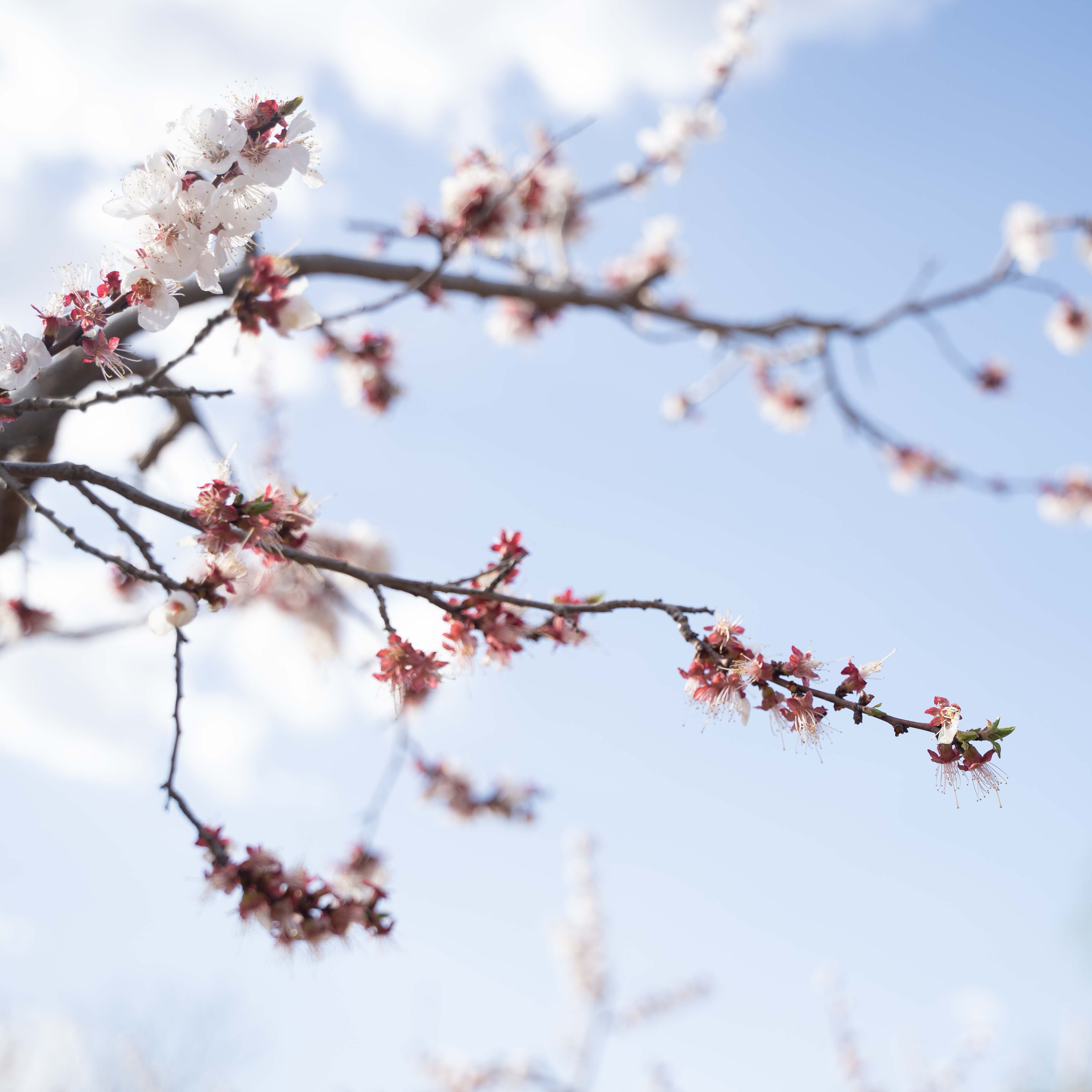 3月周末活动：「种杏树、做摇铃」「心花怒放饼干、春意花瓶」（26）