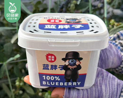 云南高山蓝胖子桶装蓝莓（15+，F6品种）/1箱（约400g*6桶） 商品图3