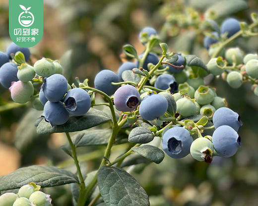 云南高山蓝胖子桶装蓝莓（15+，F6品种）/1箱（约400g*6桶） 商品图1