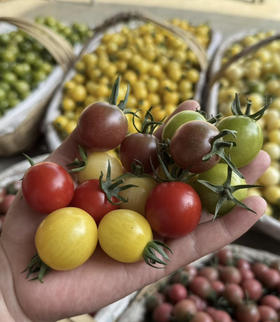 新增超甜白番茄单独装，顺丰包邮【高山攀枝花口感小番茄】品种多颜值高，营养丰富，皮薄多汁，肉质细腻，爆浆感明显，颜值与美味并存～基地直邮