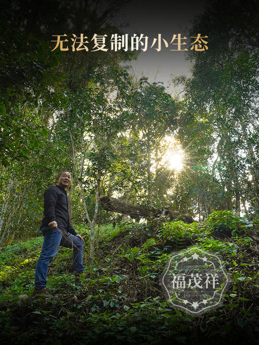 2026年春茶【天门山高杆】古树茶，易武茶区天门山大高杆古树茶100克普洱生茶，数量稀缺；限量发售 商品图3