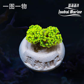幻彩金分枝榔头