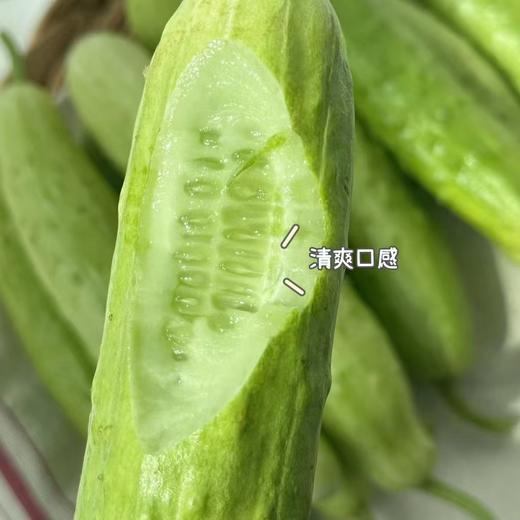 【牛奶白玉黄瓜】采用发酵大豆施肥，牛奶灌溉，新鲜采摘发货，瓜肉饱满，口感爽脆，非常适合生吃，“咔嚓”一声，一口咬下，清脆悦耳·满嘴尽是清新。 商品图5