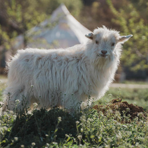 3月周末活动：「种杏树、做摇铃」「心花怒放饼干、春意花瓶」（26） 商品图1