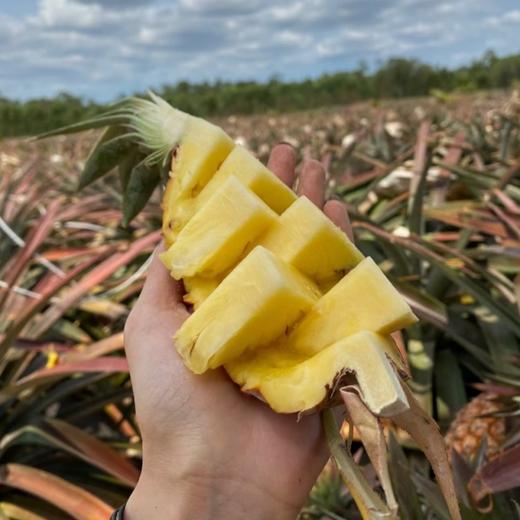 金钻凤梨#果肉细腻 汁水丰盈甜度高，来自海南的美味，现摘现发 商品图3