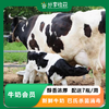 牛奶会员 | 醇香浓厚 | 配送7瓶/周 | 农场自产包邮 * Pasteurized milk 商品缩略图0