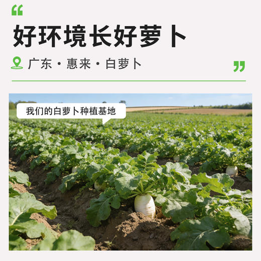 农家菜脯220g/袋*2袋组合 商品图2