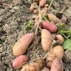 【阿诗洋芋】云南老品种小土豆/高海拔生态种植/甜面软糯/蒸烤炖煮都可 5斤装包邮 商品缩略图1
