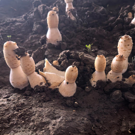 农家新鲜鸡腿菇 味鲜脆嫩 菌菇 食用菌类 清炒火锅 新鲜蔬菜 500g 商品图5