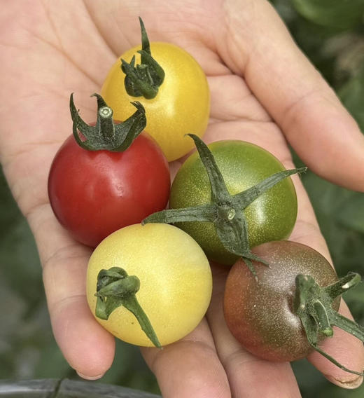 新增超甜白番茄单独装，顺丰包邮【高山攀枝花口感小番茄】品种多颜值高，营养丰富，皮薄多汁，肉质细腻，爆浆感明显，颜值与美味并存～基地直邮 商品图2