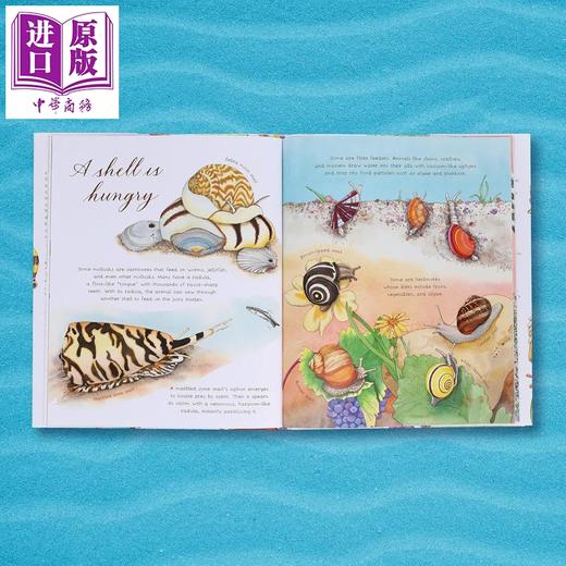 【中商原版】贝壳很舒服 Sylvia Long A Shell Is Cozy 英文原版 儿童百科绘本 精彩自然科普读物 进口童书 精装 精品绘本 商品图1
