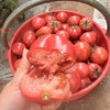 【新鲜普罗旺斯西红柿🍅】经典中的经典，自然熟🌿，皮薄沙瓤😋，番茄味儿浓郁，水分多💦，沙沙糯糯，低卡减肥果。 商品缩略图7