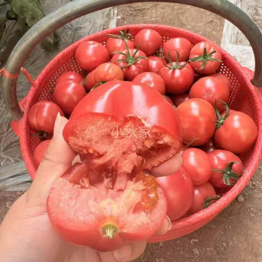 【新鲜普罗旺斯西红柿🍅】经典中的经典，自然熟🌿，皮薄沙瓤😋，番茄味儿浓郁，水分多💦，沙沙糯糯，低卡减肥果。 商品图7