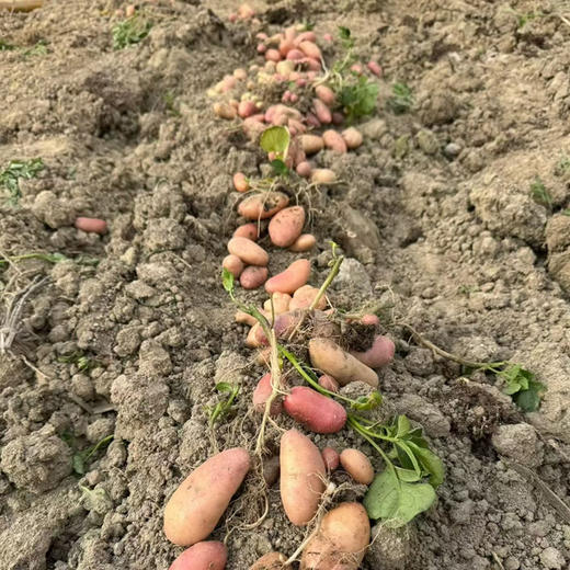 【阿诗洋芋】云南老品种小土豆/高海拔生态种植/甜面软糯/蒸烤炖煮都可 5斤装包邮 商品图2