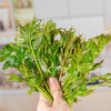 陕西高山香椿芽  2026头茬·顺丰包邮 商品缩略图4
