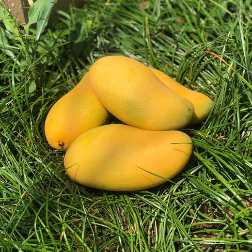 海南金煌芒#香甜多汁香滑爽口，肉质饱满无筋丝，营养美味 商品图2