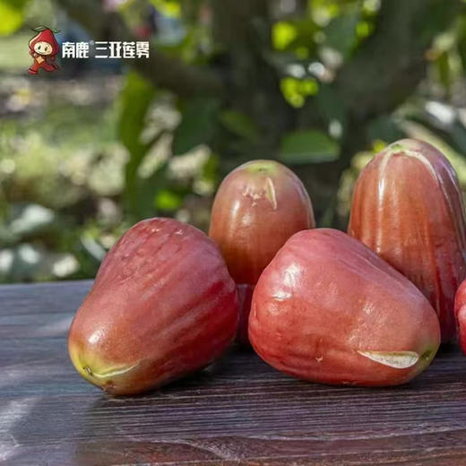 南鹿莲雾莲雾 3斤装 商品图2