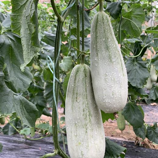 【果蔬精选】山东春季头茬羊角蜜甜瓜 香甜羊角蜜 羊角脆 脆甜多汁 吃过都说好甜 现摘现发 商品图5