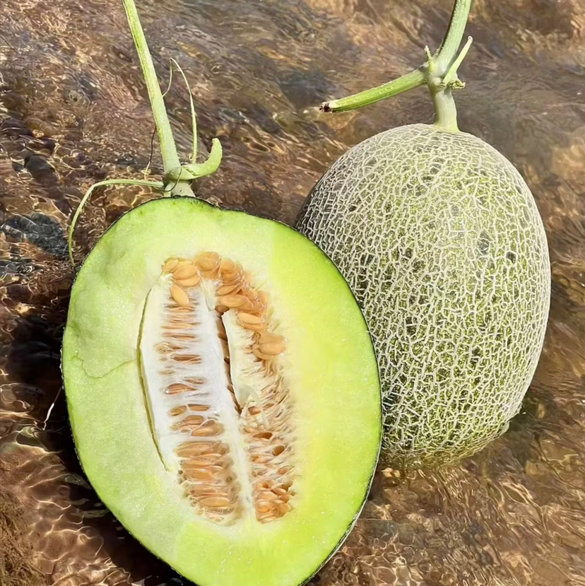 青雨哈密瓜🍈
不同于寻常，它的外表翠绿欲滴，内里则是细腻如丝、甜度恰到好处的果肉，等待着为您的味蕾带来前所未有的清新体验。