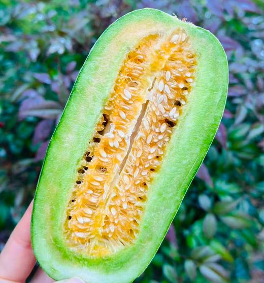 今天新到羊角蜜，像嫩黄瓜一样的脆嫩鲜活，皮洗干净了连皮一起啃才带劲个~ 商品图2