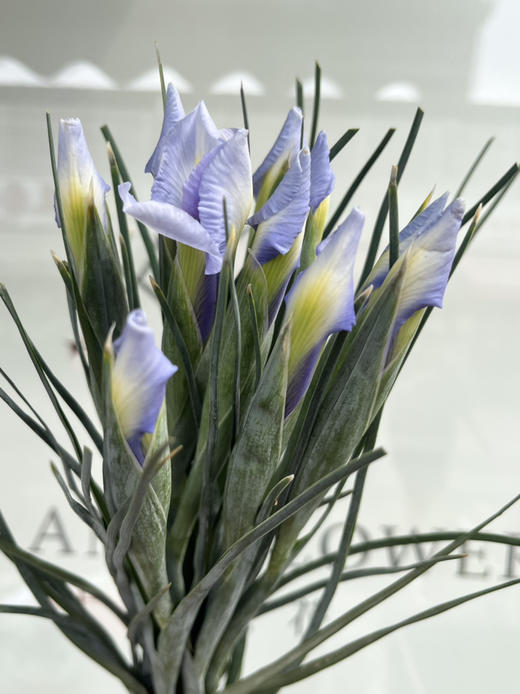 国产花材-【鸢尾】淡紫色 商品图3