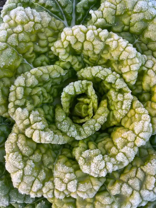 010菜心  清炒 白灼或者做菜饭 清甜菜本味 无化学农药无保鲜水 放心吃 商品图3