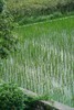 有机荔浦马蹄｜荔浦顺丰 商品缩略图3