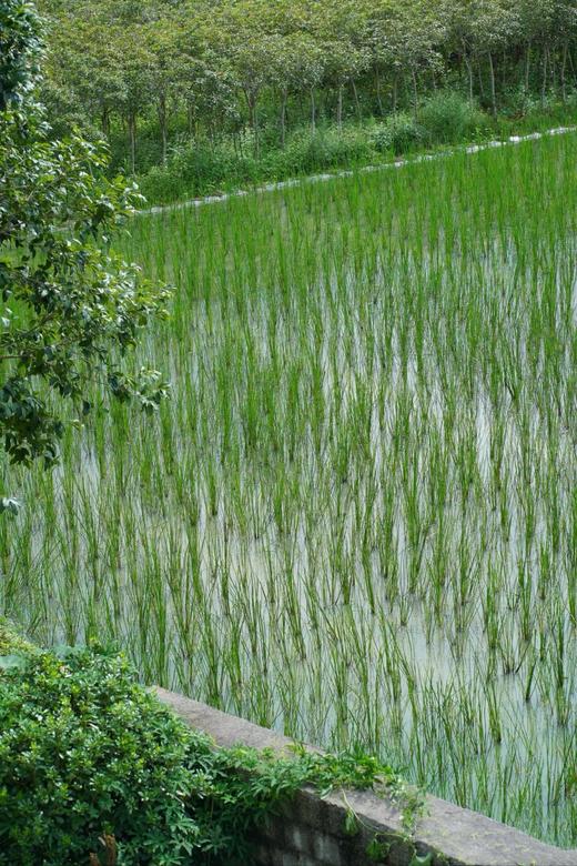 有机荔浦马蹄｜荔浦顺丰 商品图3