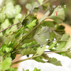 生态露天香菜 | 1斤/3斤装，来自成都郫都区，坚持有机标准种植 商品缩略图4