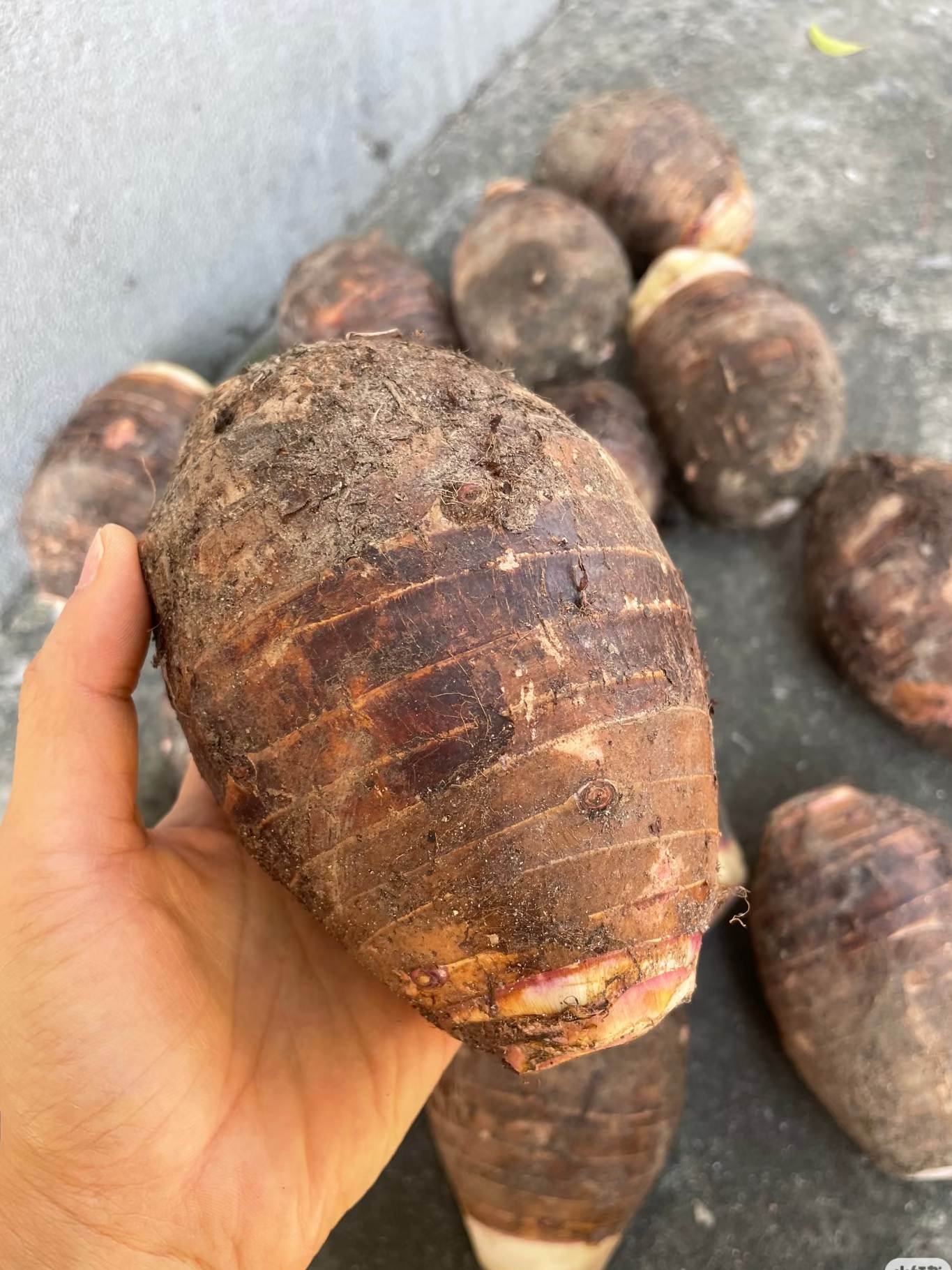 有机荔浦芋头｜荔浦顺丰