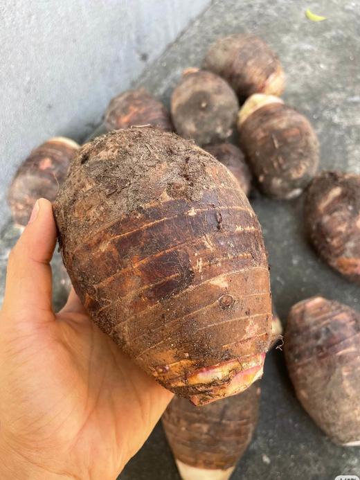 有机荔浦芋头｜荔浦顺丰 商品图0