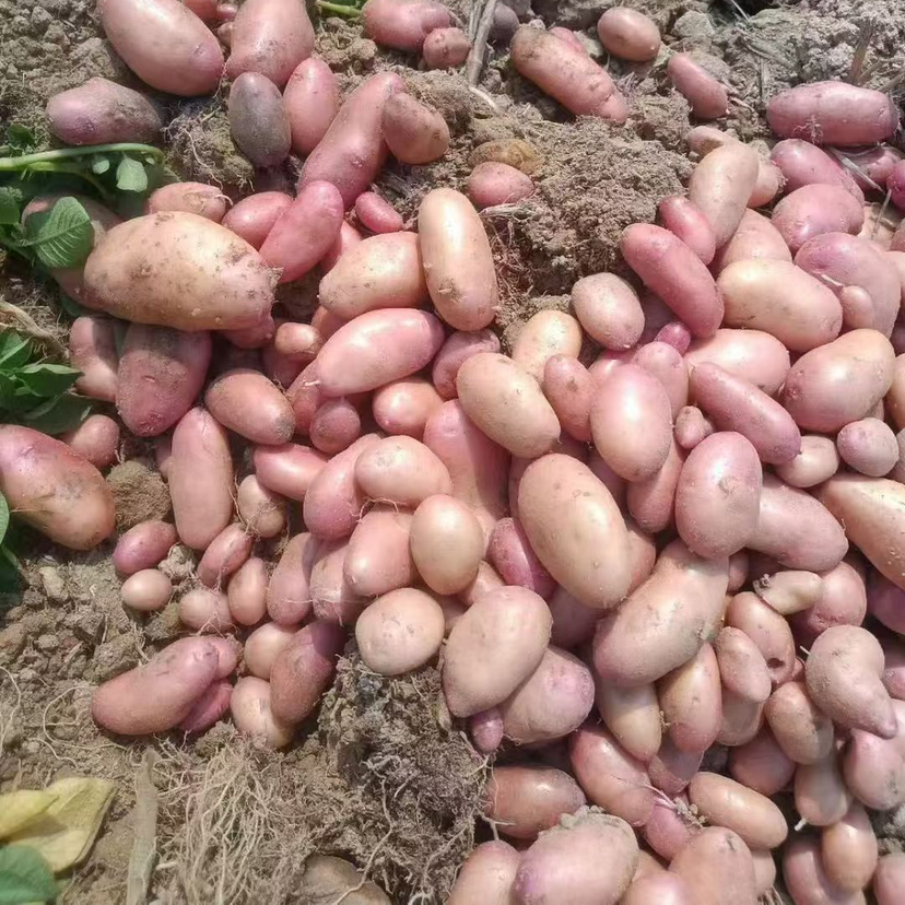 【阿诗洋芋】云南老品种小土豆/高海拔生态种植/甜面软糯/蒸烤炖煮都可 5斤装包邮