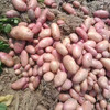 【阿诗洋芋】云南老品种小土豆/高海拔生态种植/甜面软糯/蒸烤炖煮都可 5斤装包邮 商品缩略图0
