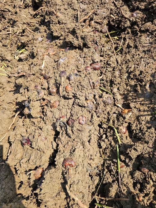 有机荔浦马蹄｜荔浦顺丰 商品图4