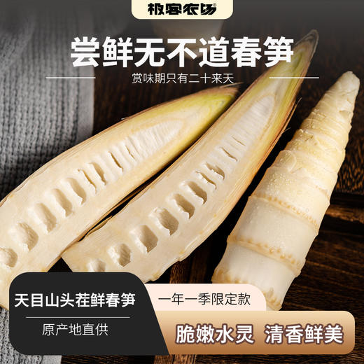极客春笋（鲜）|尝鲜无不道春笋，无论炒，炖，焖，煨，皆成美味，春笋可食率30%左右，介意慎拍⭐️京东快递 商品图2