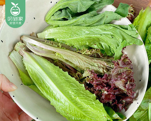 享通绿色沙拉生菜组合（300g±30g/包） 商品图4