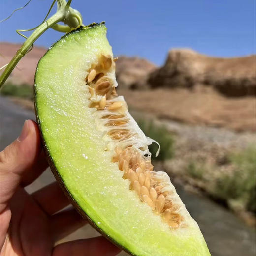 青雨哈密瓜🍈
不同于寻常，它的外表翠绿欲滴，内里则是细腻如丝、甜度恰到好处的果肉，等待着为您的味蕾带来前所未有的清新体验。 商品图2