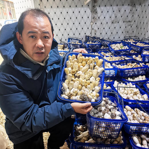 农家新鲜鸡腿菇 味鲜脆嫩 菌菇 食用菌类 清炒火锅 新鲜蔬菜 500g 商品图6