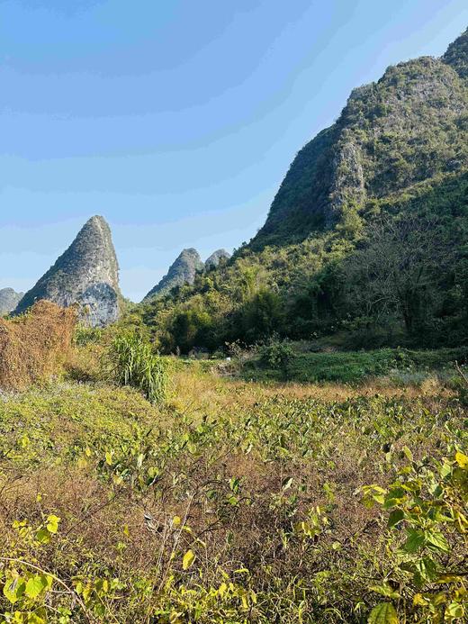 有机荔浦芋头｜荔浦顺丰 商品图5