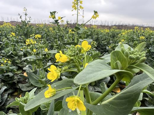 010菜心  清炒 白灼或者做菜饭 清甜菜本味 无化学农药无保鲜水 放心吃 商品图2