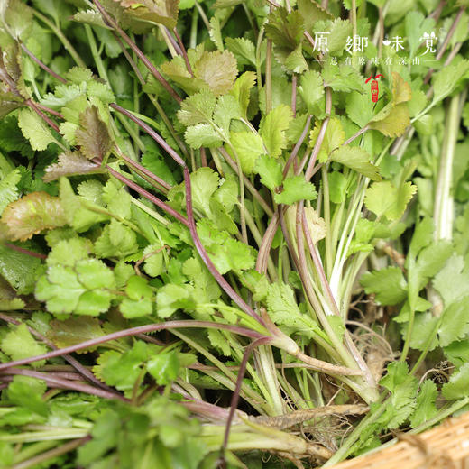 春季丰产生态蔬菜包（农场直发-顺丰包邮）| 白萝卜+莴笋+西芹+生菜+油麦菜+香菜5斤装，来自成都郫都区【原乡农场，自产自销】 商品图6