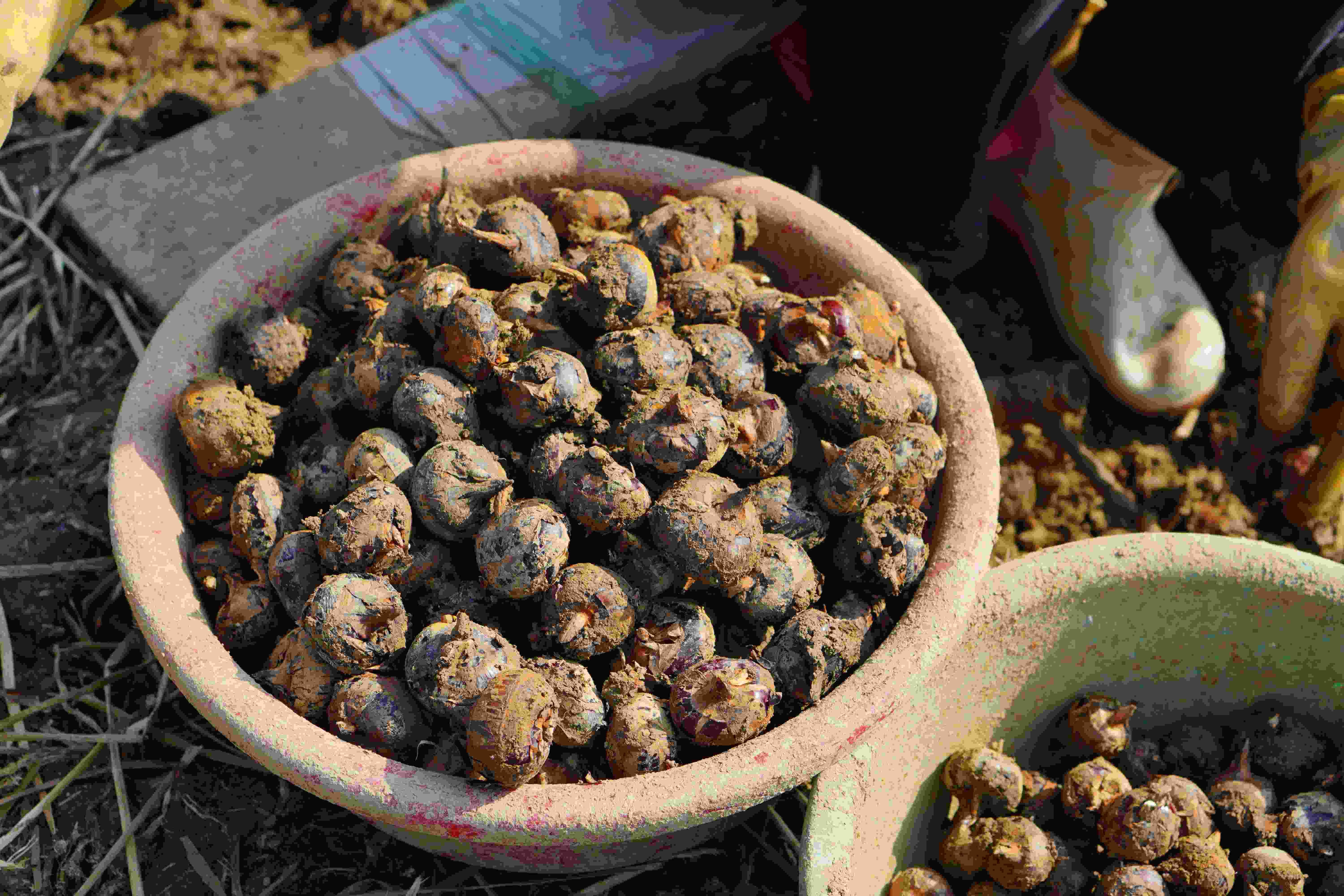 有机荔浦马蹄｜荔浦顺丰
