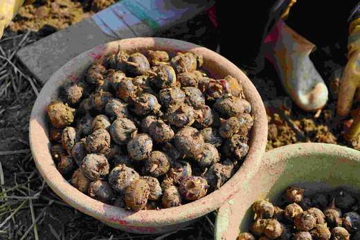 有机荔浦马蹄｜荔浦顺丰 商品图0