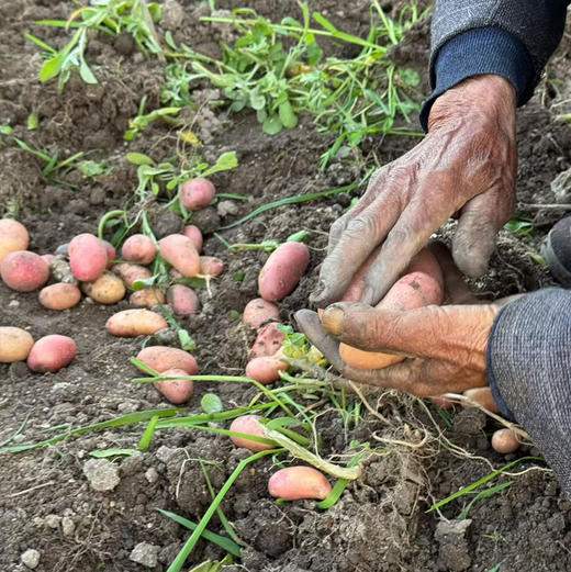 【阿诗洋芋】云南老品种小土豆/高海拔生态种植/甜面软糯/蒸烤炖煮都可 5斤装包邮 商品图3