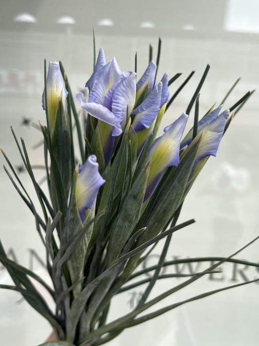 国产花材-【鸢尾】淡紫色 商品图4