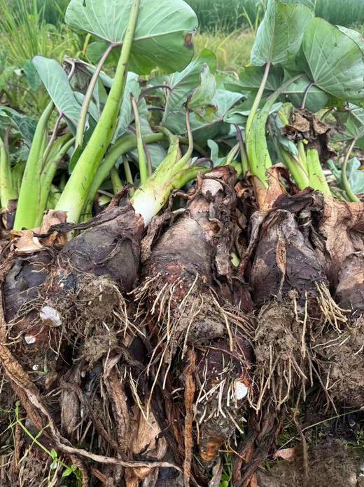 有机荔浦芋头｜荔浦顺丰 商品图2